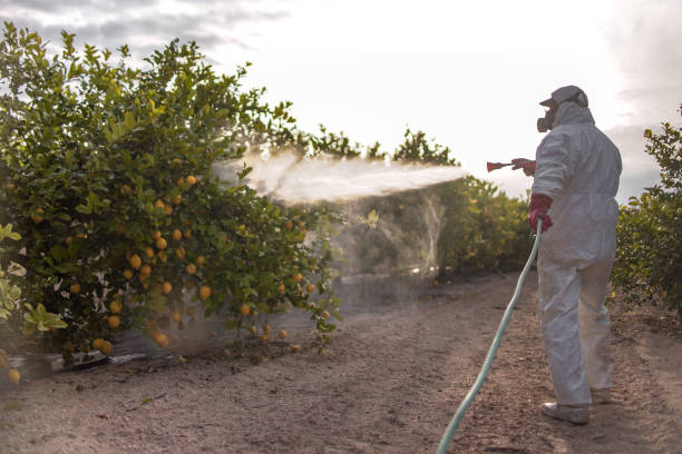 Best Termite Control Services  in Mulgee, OK