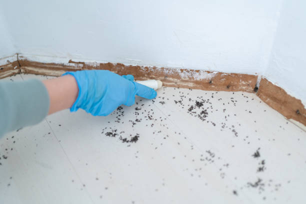 Best Pest Prevention Services  in Mulgee, OK